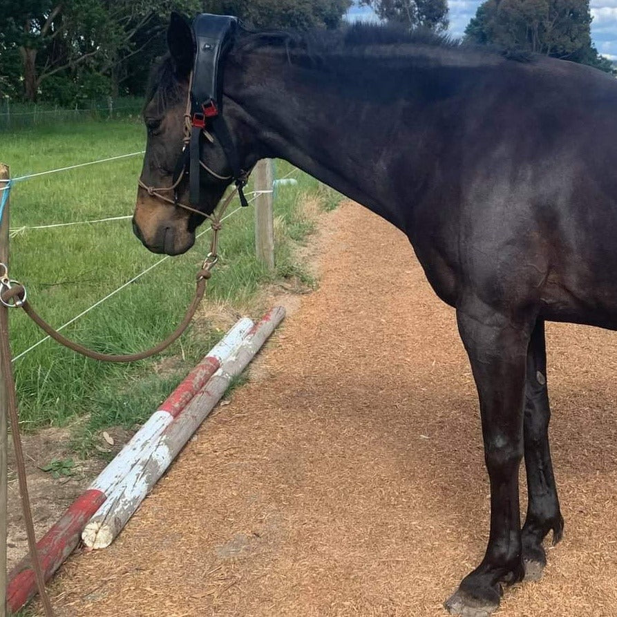 Dr Ann Maastricht - Veterinarian, Animal Chiropractor, Veterinary Acupuncture & Horse Trainer