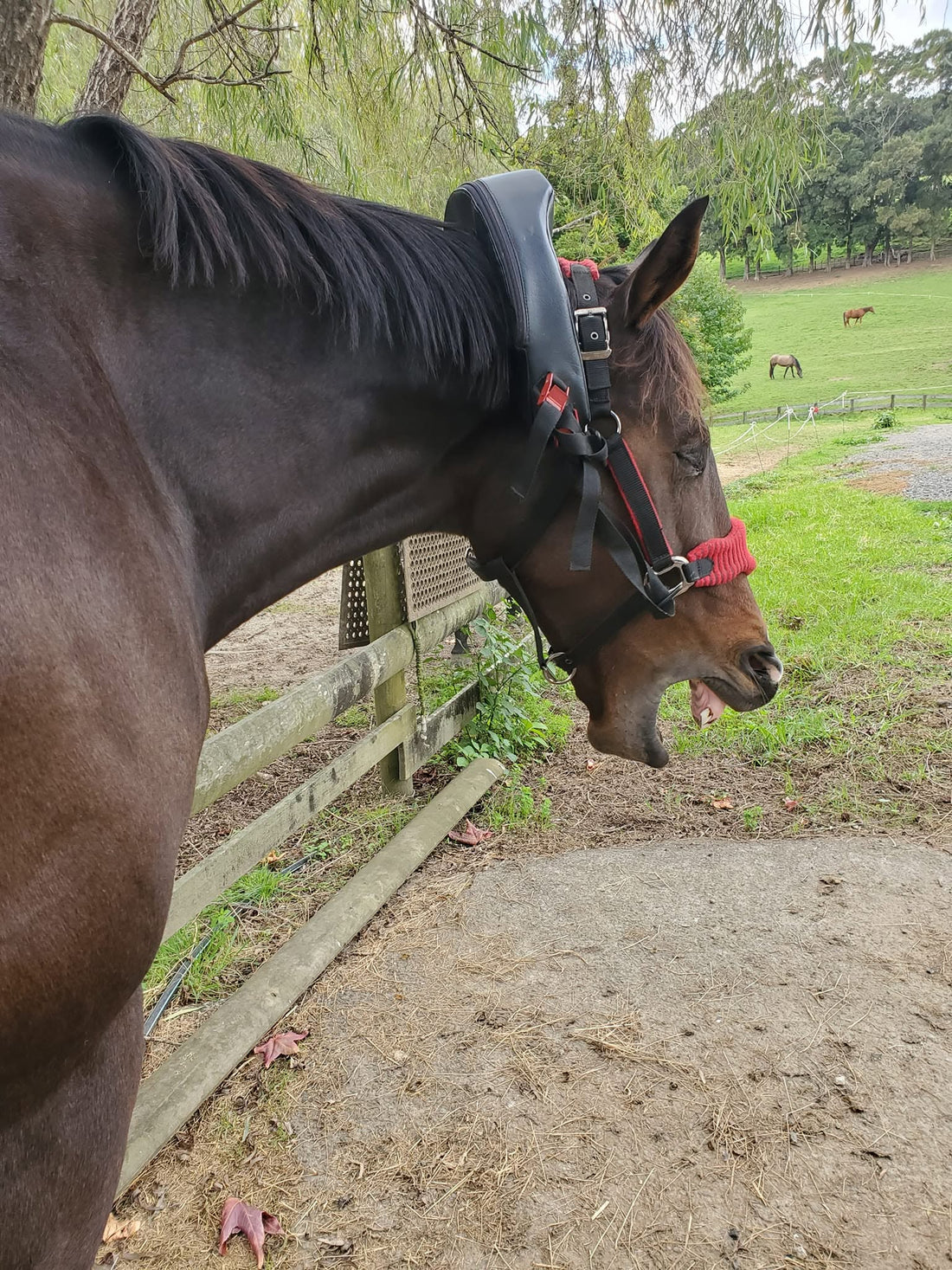 Sue Pennington - Equestrian Coach