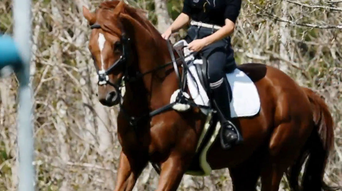 Show Jumper Mikayla Chalmers