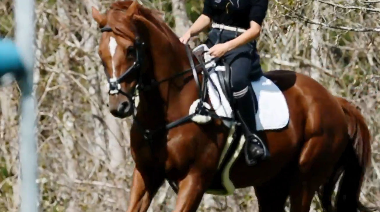 Show Jumper Mikayla Chalmers