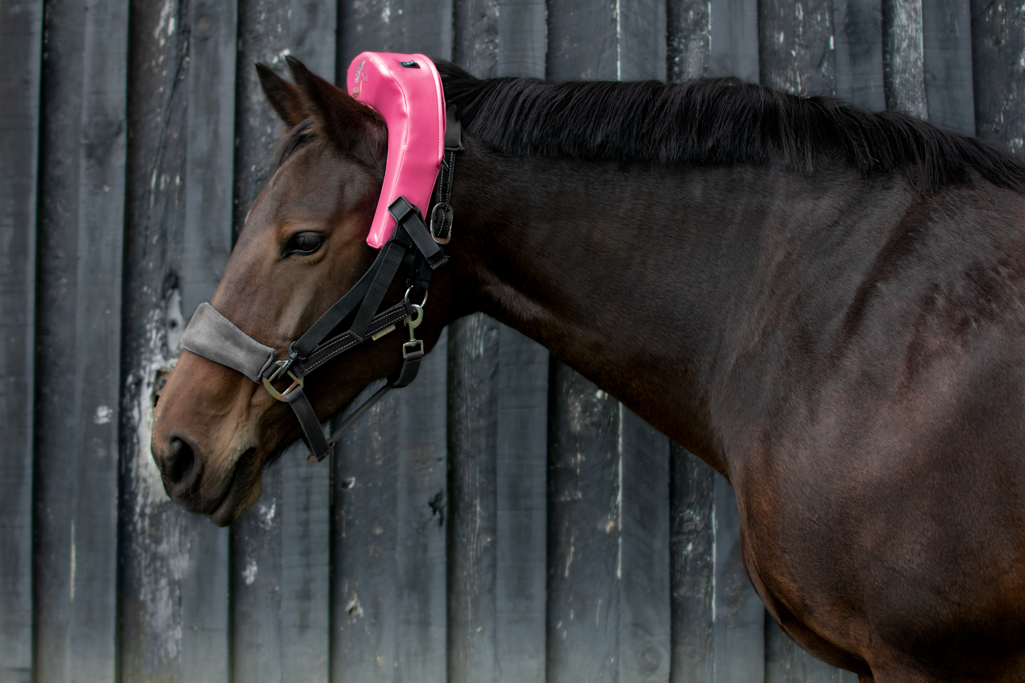 Atlas Equine Cranial Massager Crowdfunding