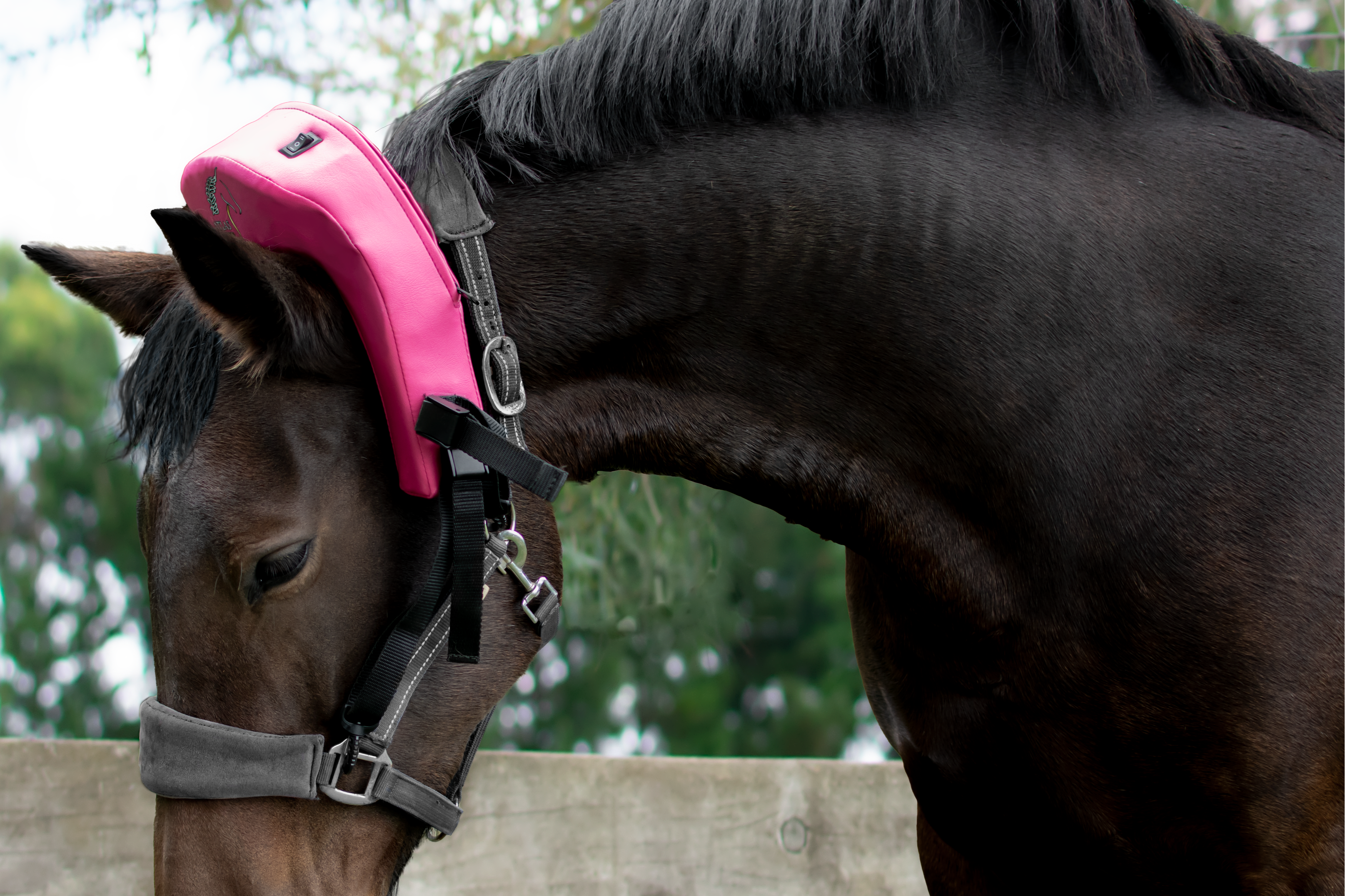 Horse wearing a pink Atlas Equine Massager standing next to a wooden fence with trees in the background
