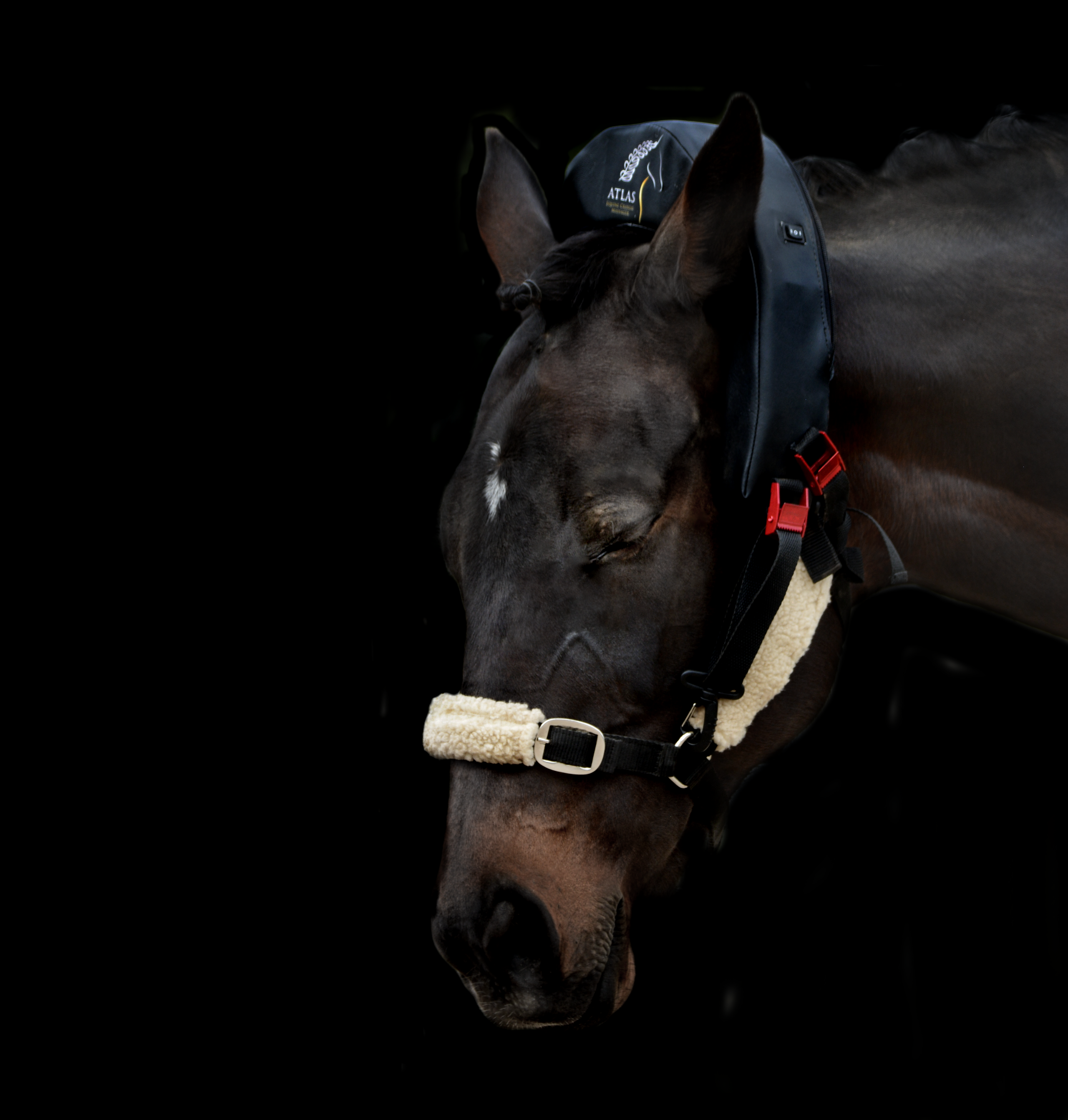 Atlas Equine Cranial Massager Crowdfunding