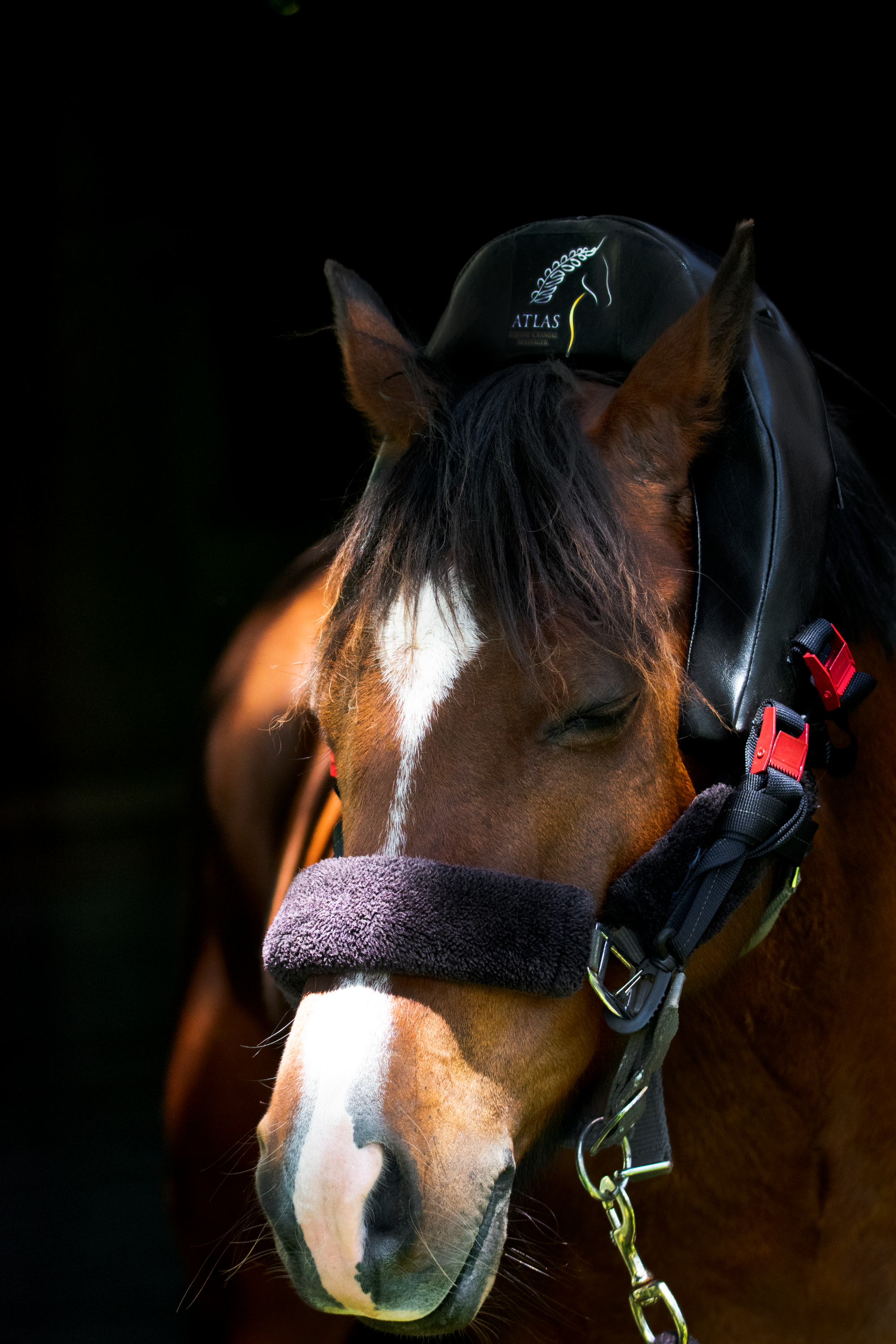 Atlas Equine Cranial Massager Crowdfunding