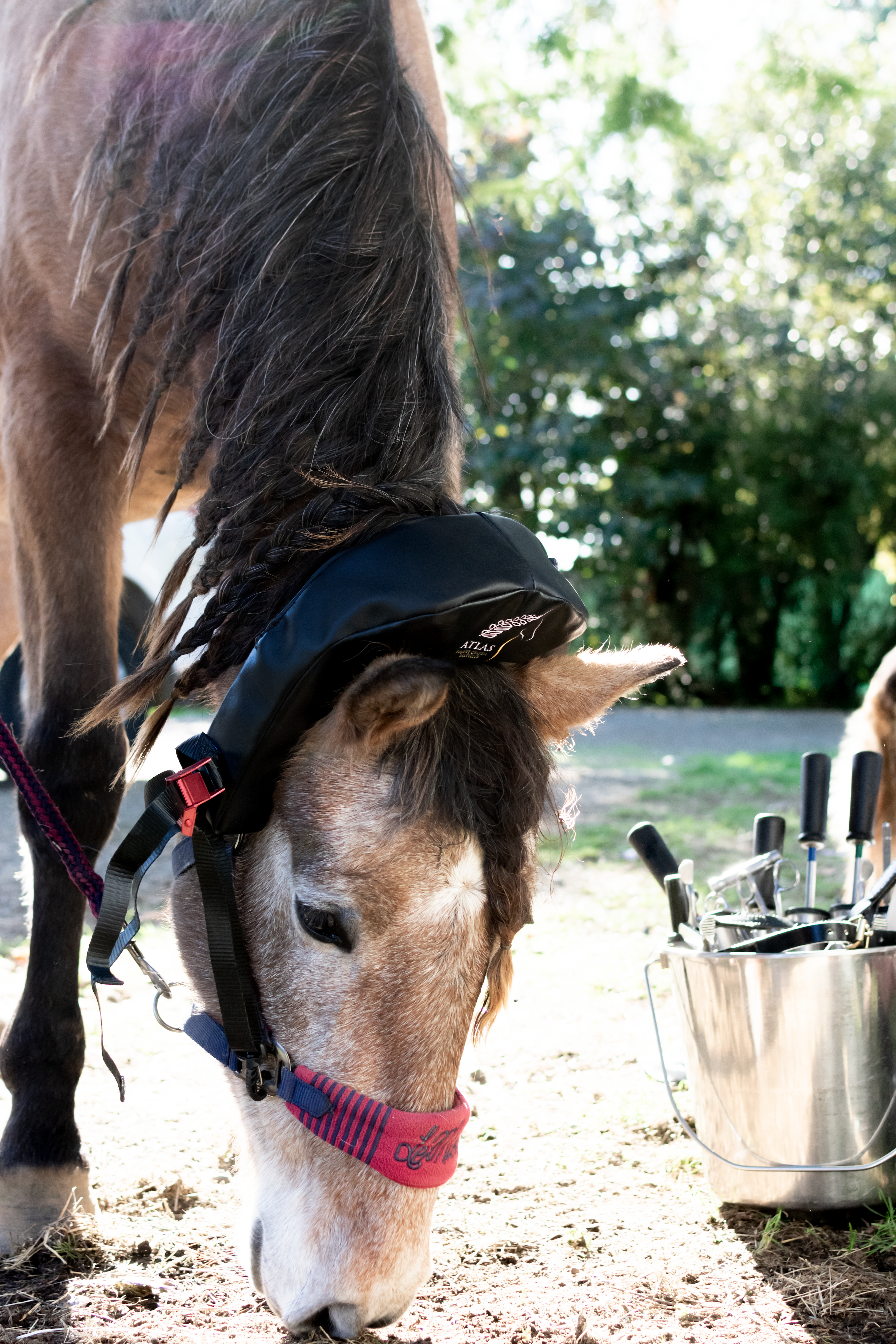 Atlas Equine Cranial Massager Crowdfunding