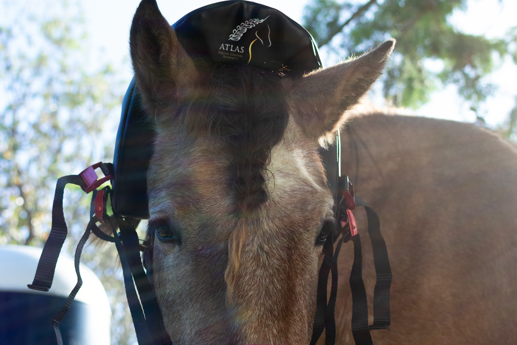 Trial Atlas Equine Massager Hire