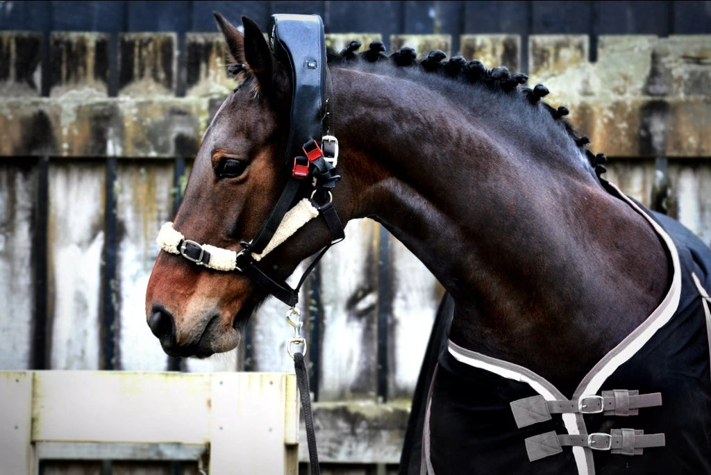 Trial Atlas Equine Massager Hire