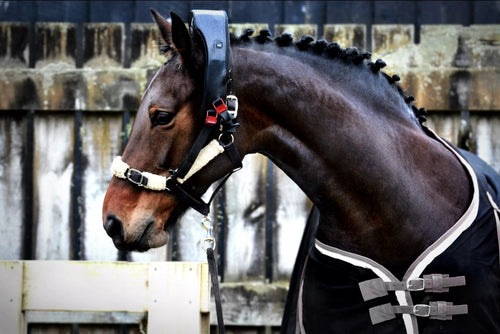 Trial Atlas Equine Massager Hire